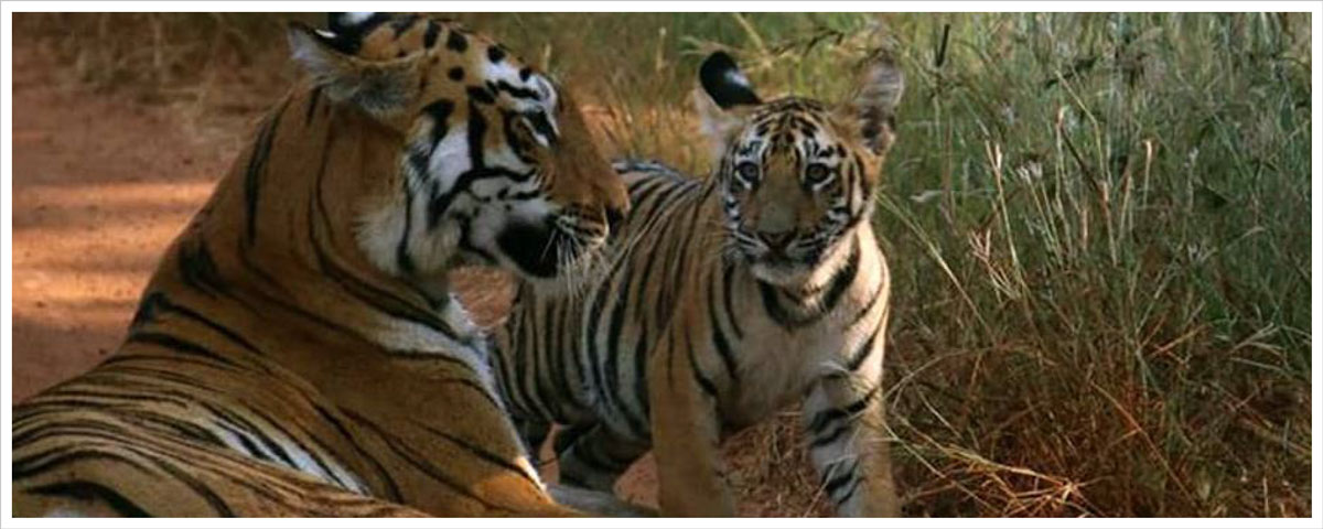 Sustainable wildfile safari and tourism India
