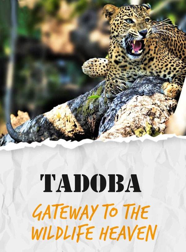Tadoba - the gateway to the wildlife heaven