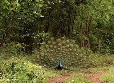 Peacock - the national bird of India