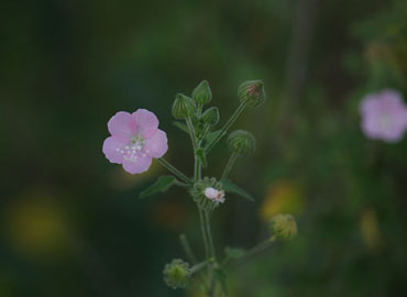 Beautiful small flower at Tadoba forest