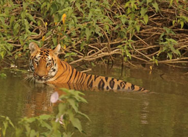 Tiger cooling at Tadoba Forest