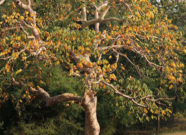 Colorful tree at Tadoba Forest
