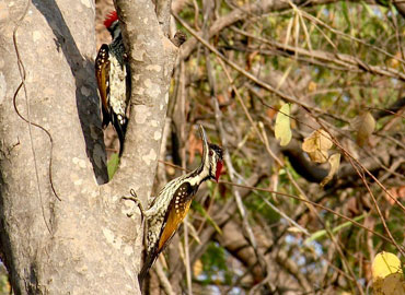 Woodpeckers in Tadoba Forest