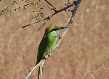 Beautiful green-colored bird in Tadoba