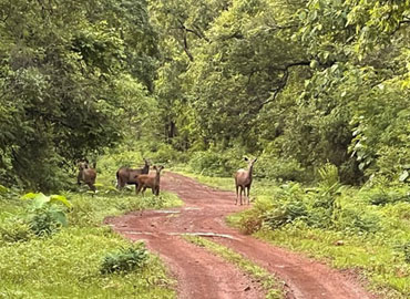 Deers in Tadoba forest