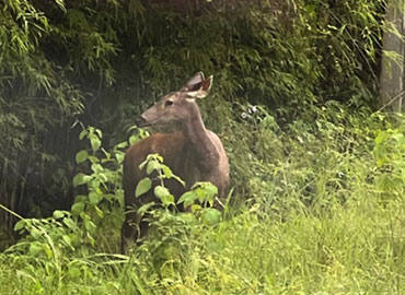 A deer looking for something in Tadoba forest