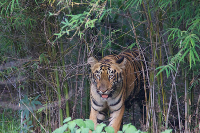 Navegaon Gate Wildlife Experience and Tiger Sighting