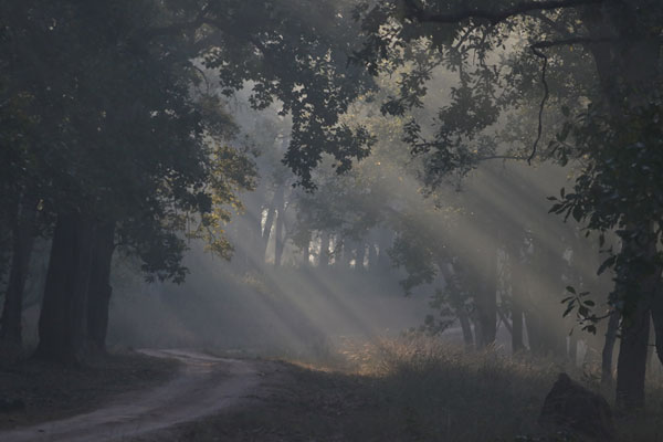 Tadoba's Landscape