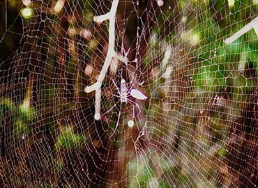 Spider in Tadoba forest