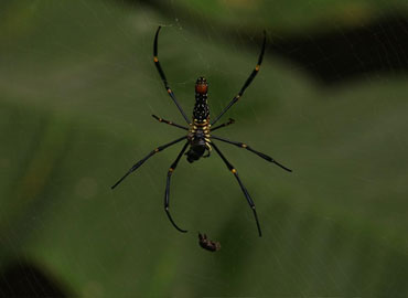 Beautiful spider in Tadoba forest getting prey