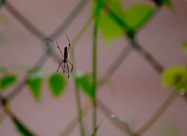 Spider in Tadoba wildlife sanctuary