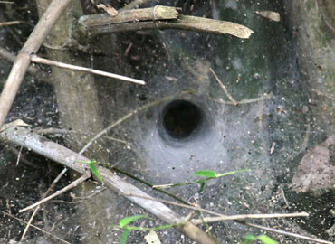 Funnel of spider in Tadoba wildlife sanctuary