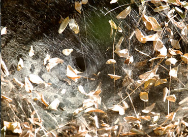 The funnel of spider