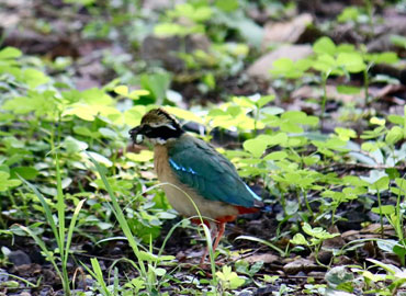 A little bird in Tadoba Forest ground