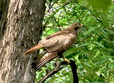 A bird on a tree branch in Tadoba forest