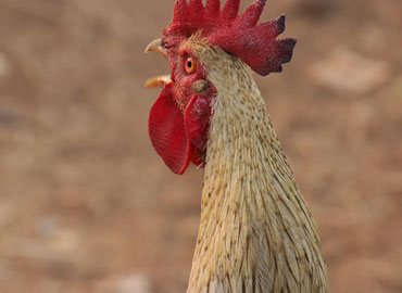 Face of a cock in Tadoba wildlife sanctuary