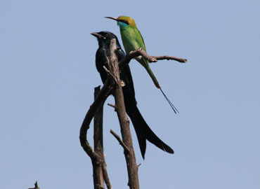 Two different birds on a tree branch in Tadoba