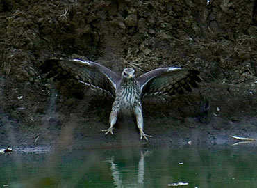 Beautiful view of a flying bird in Tadoba wildlife sanctuary