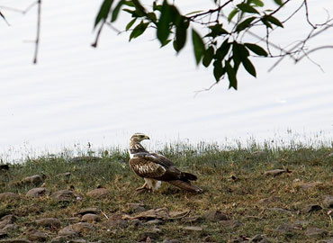 A bird on the ground of Tadoba forest looking behind
