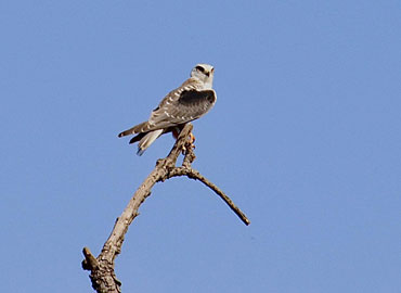 Bird on top branch of a tree in Tadoba