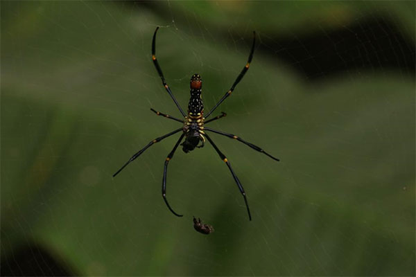 Spider at Wildlife Sanctuary 
