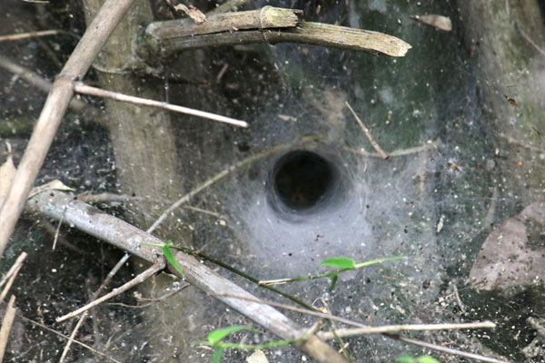 Funnel of spider