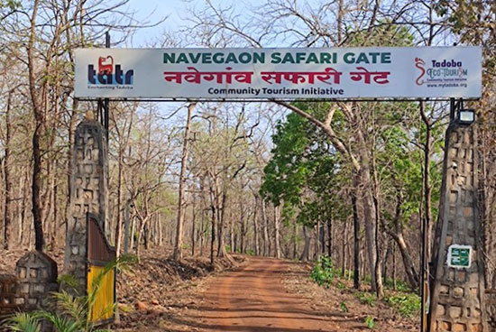 Navegaon Gate - Exploring Tadoba National Park