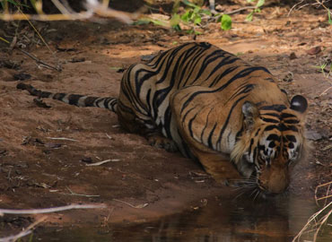 A tiger drinking lake water in Tadoba forest