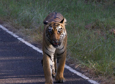 A Tadoba tiger going to some destination