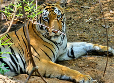 A tiger in Tadoba forest in resting mood
