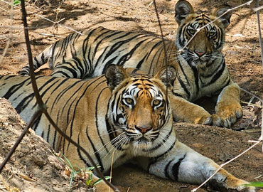 Tiger in Tadoba forest resting with partner