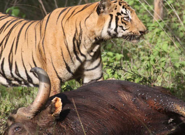 Tadoba tiger with a victim