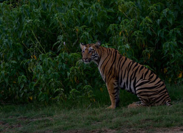 Tiger at Tadoba waiting for hunting