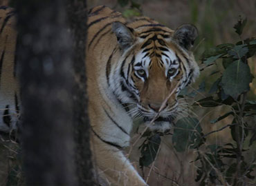 A tiger in Tadoba forest watching something carefully