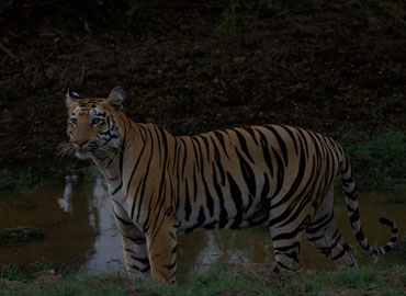 Tiger watching for hunting