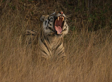 Tiger of Tadoba forest yawning