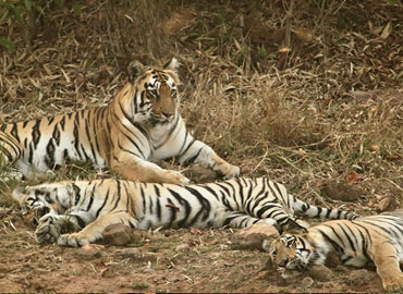 Tiger spending time with family in Tadoba forest