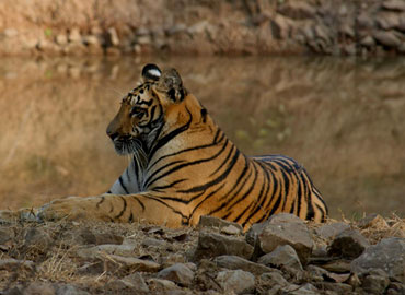 A tiger resting by the lake