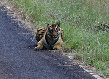 A Tiger resting on the side of the road