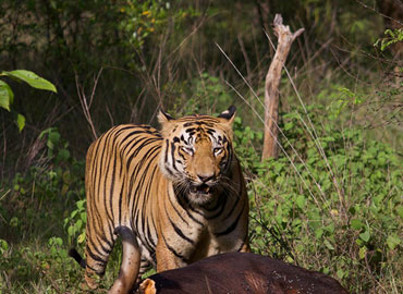 A tiger after a successful hunting in Tadoba forest