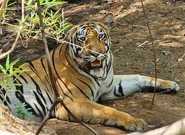 A tiger roaring in Tadoba forest