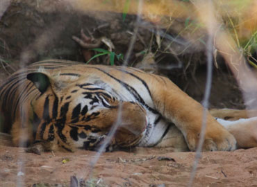 Tiger Sleeping peacefully