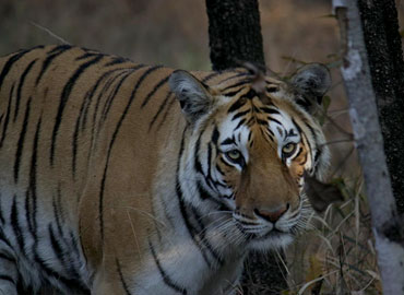 A tiger in Tadoba forest watching something carefully