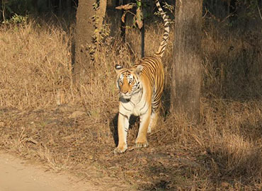 A tiger watching the visitors in Tadoba Tiger Reserve