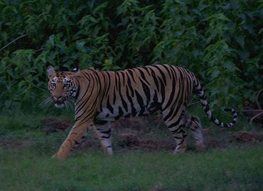 A tiger walking in a style