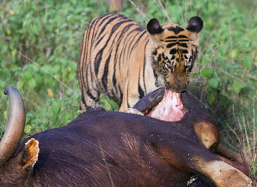A hungry tiger eating prey in Tadoba National Park