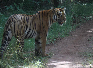 A Tadoba tiger waiting for hunting