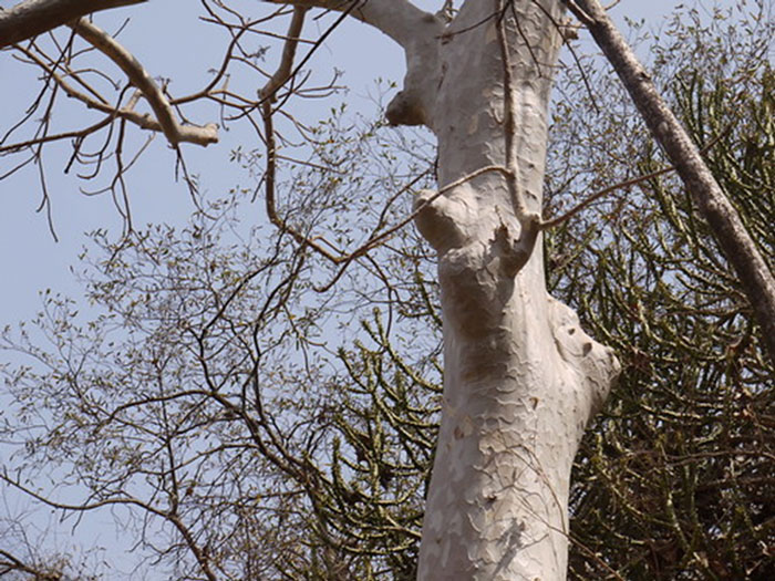 Tadoba National Park